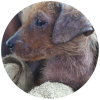 Wir bieten Ihnen als Shelter und Förderverein PAWS Mauritius e.V. in Frankfurt am Main Informationen zu den Themen Strandhunde und Tierheime an!